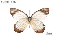 藏品(白豔粉蝶)的圖片